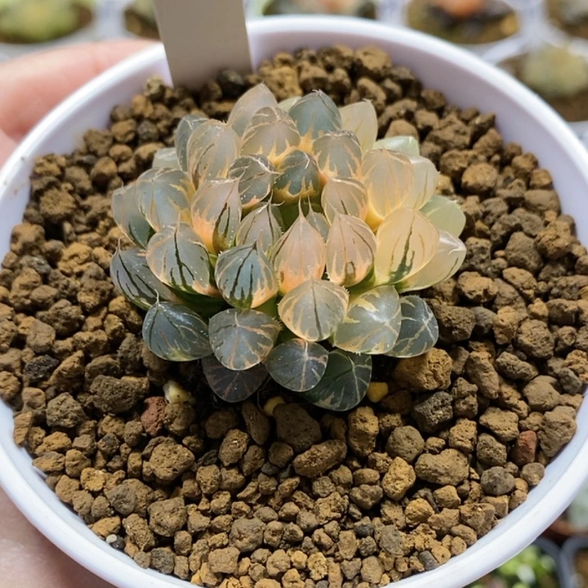 【闪购商品】78糊斑霓虹灯。玫瑰金色