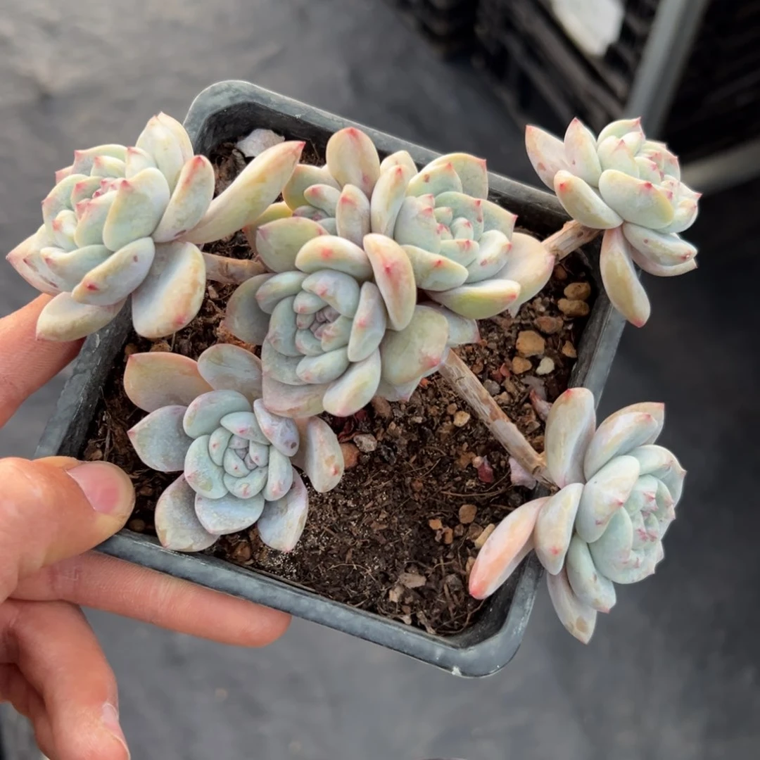 新年快乐 新年快乐