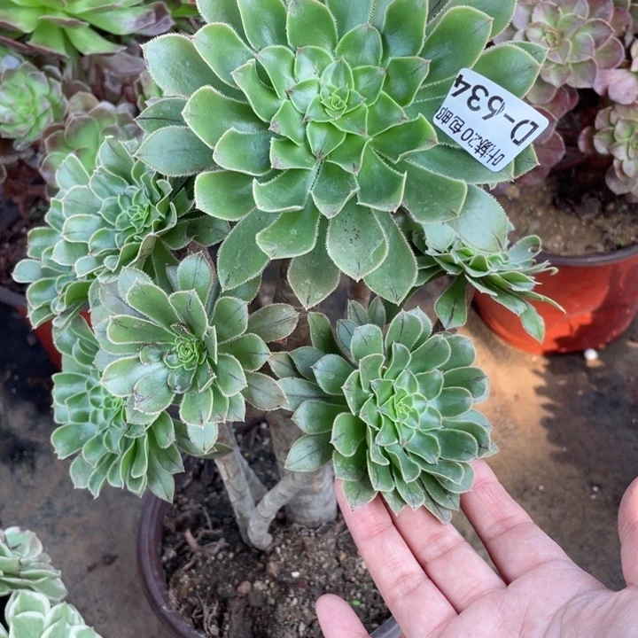 634绿法师多肉12344789