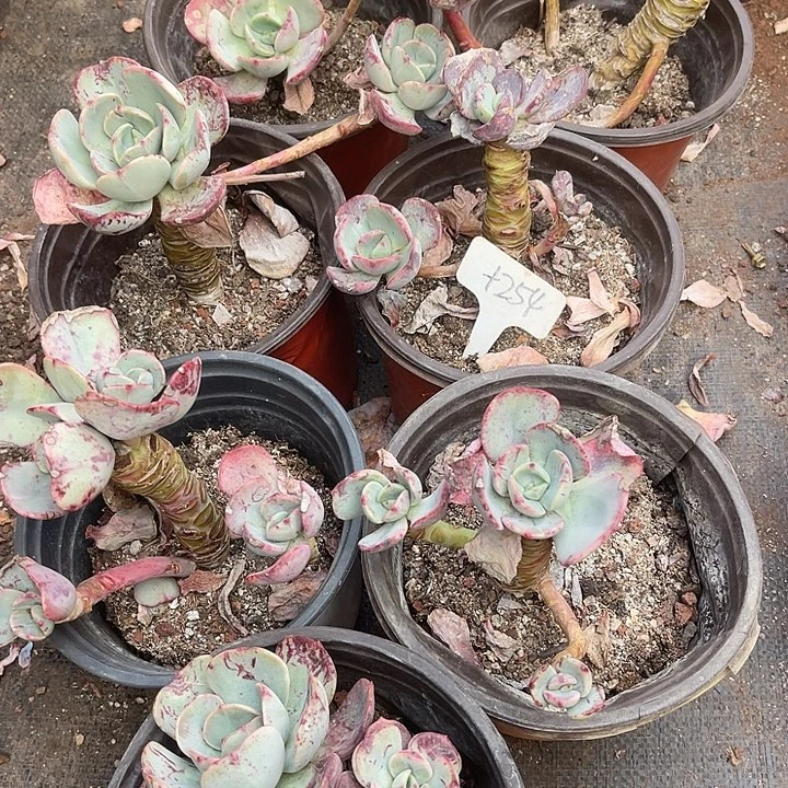 两单包邮，不售后，散254