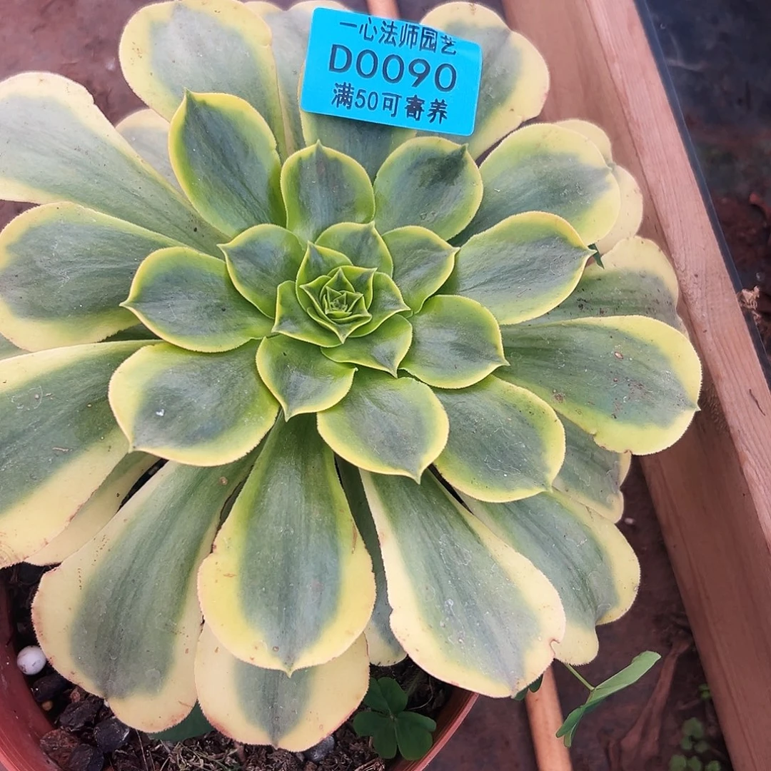 0090多肉植物香炉盆黄锦
