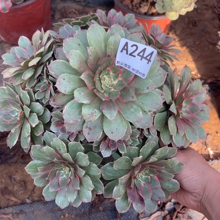 莲花座多肉植物244.