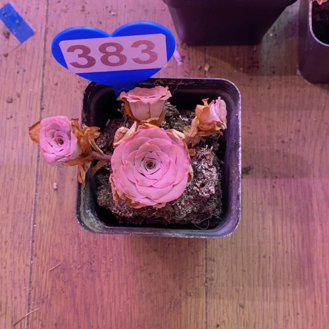 香***w地玫瑰一物一拍383