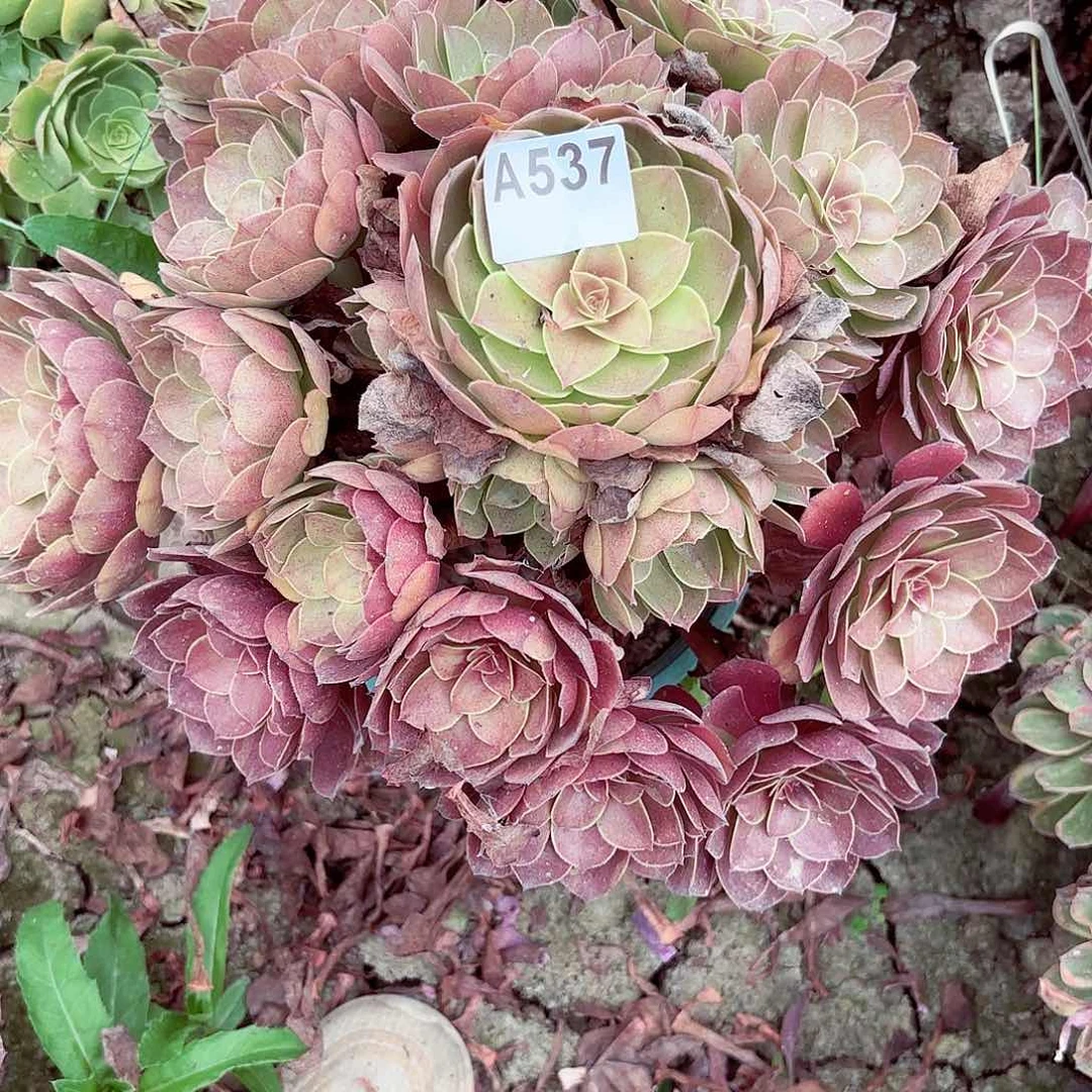 花月夜8-20偏远不包邮