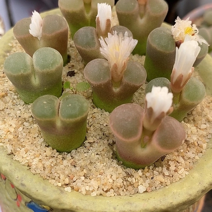 大眼睛磁铁风铃一颗。