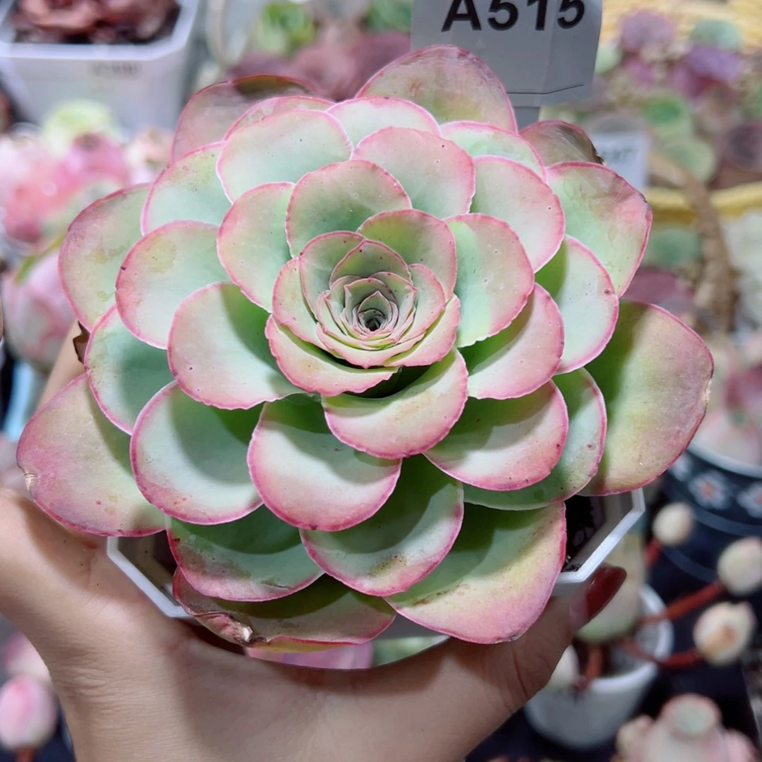 515红边线蕾丝单棵老桩。