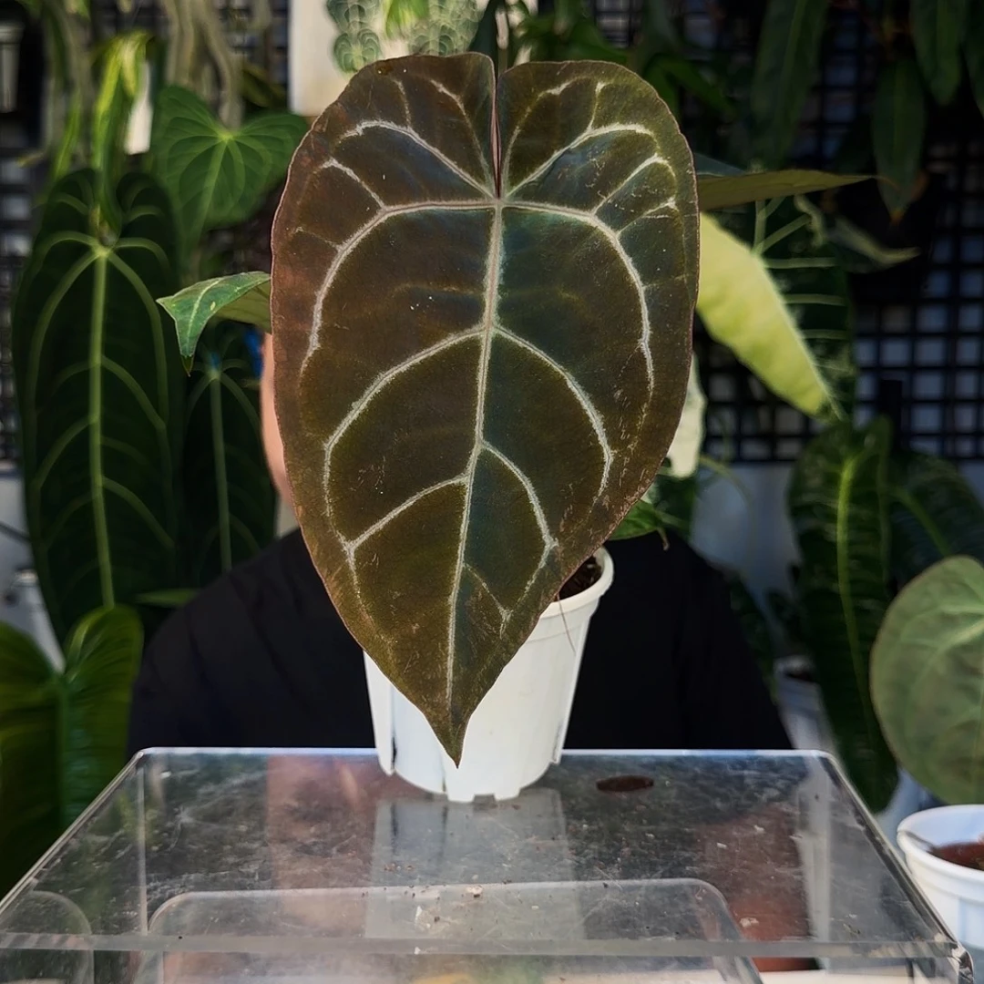 不开花植物D33巧克力杂华丽