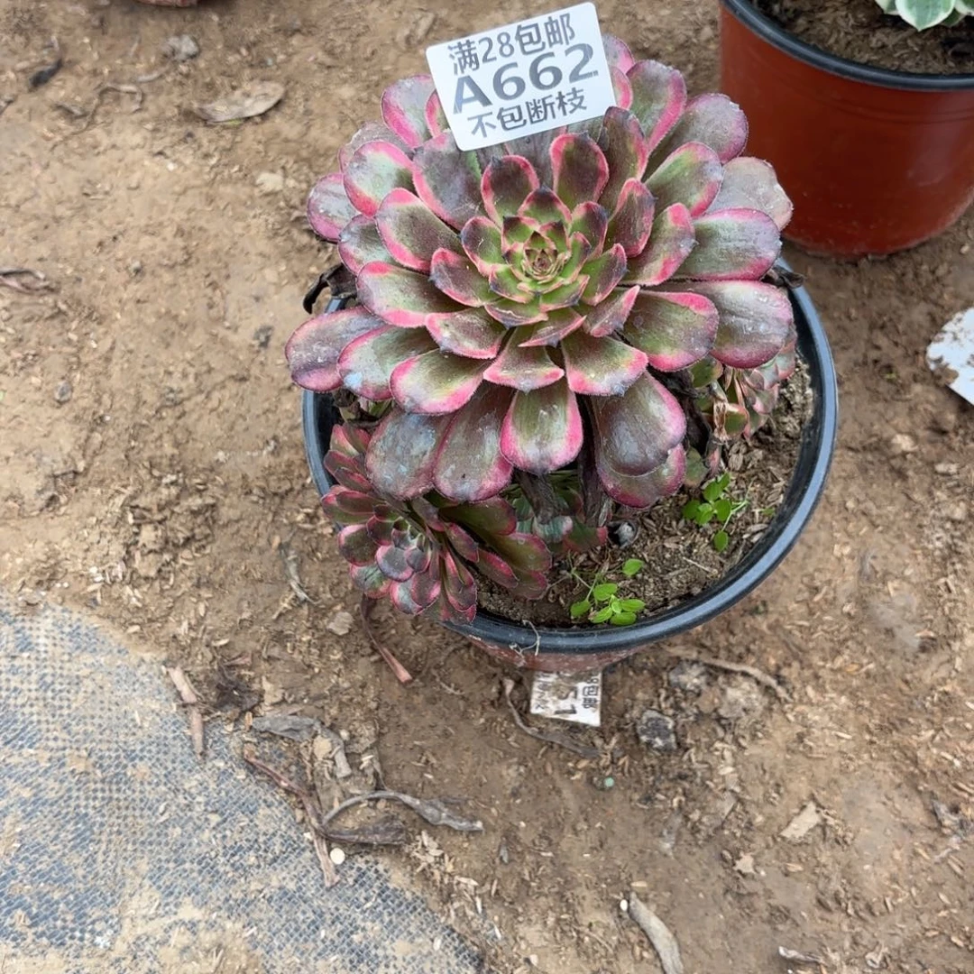 M. 662红金刚多肉植物。ade