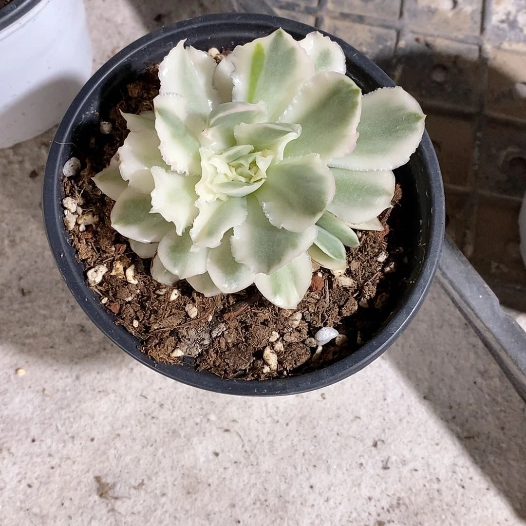 花蝴蝶锦多肉植物老桩