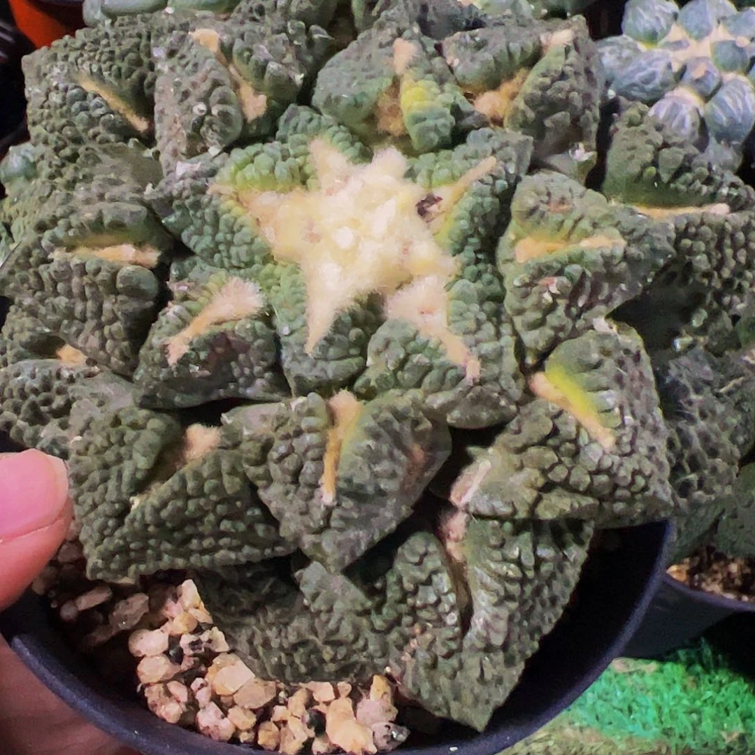 无花朵福利龟甲牡丹411