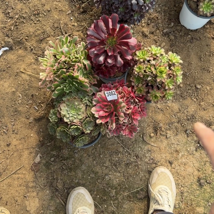 3052 清棚处理不包断枝5