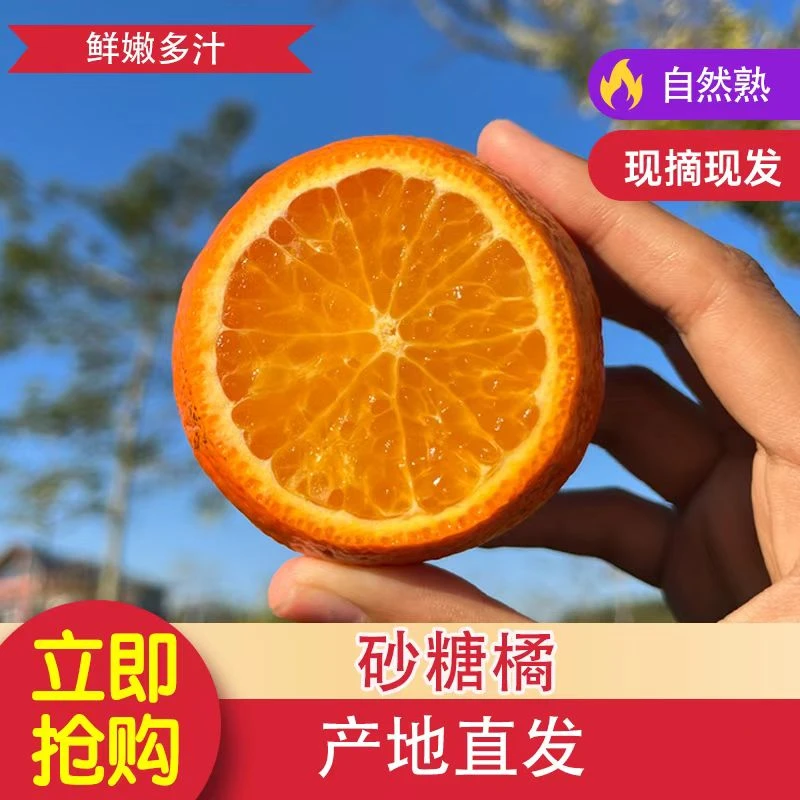 【5斤装】沙糖桔广西水果薄皮新鲜甘甜当季现摘现发爆甜多汁包邮