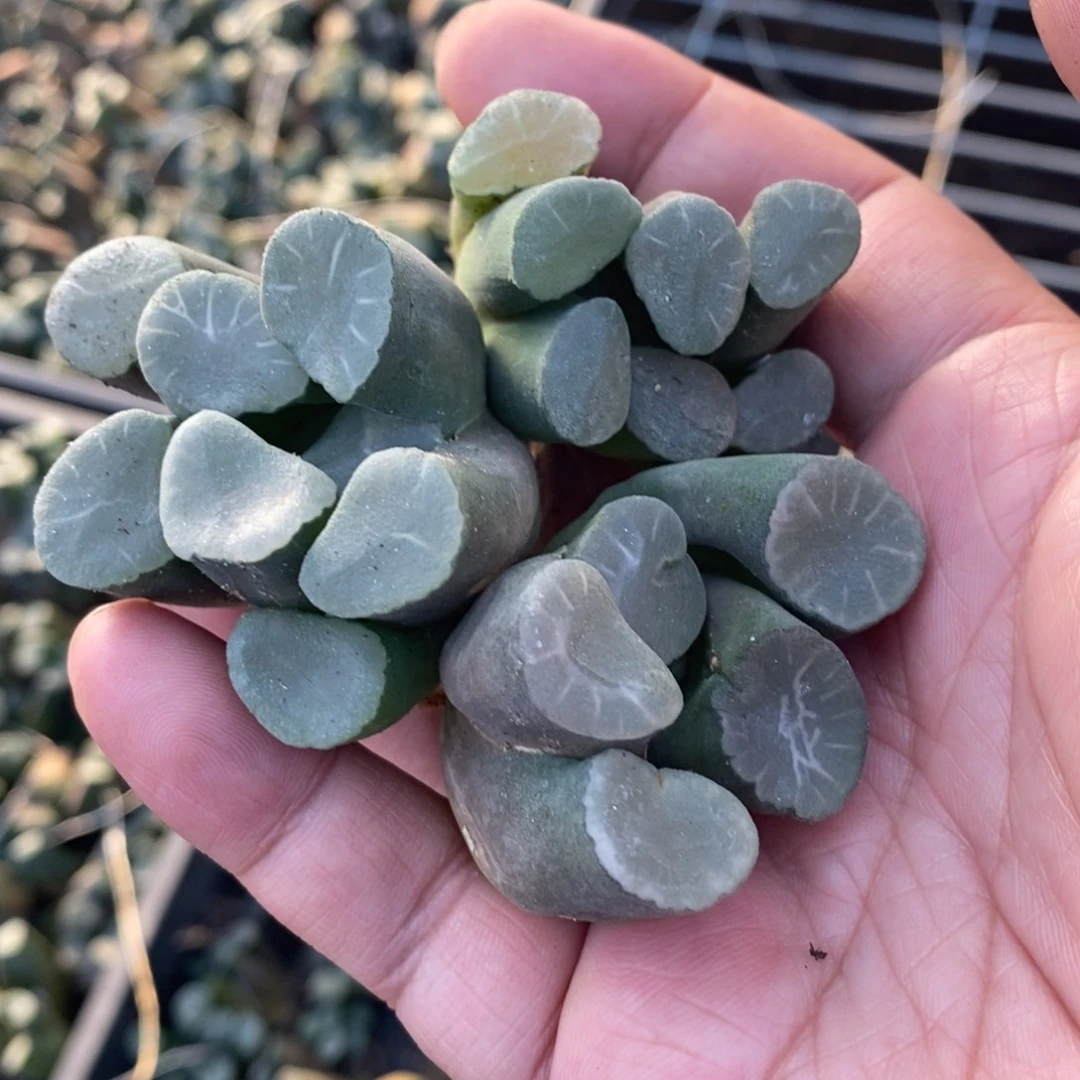 1908 一颗实生超大糯窗万象 挑大的发货 超级福利