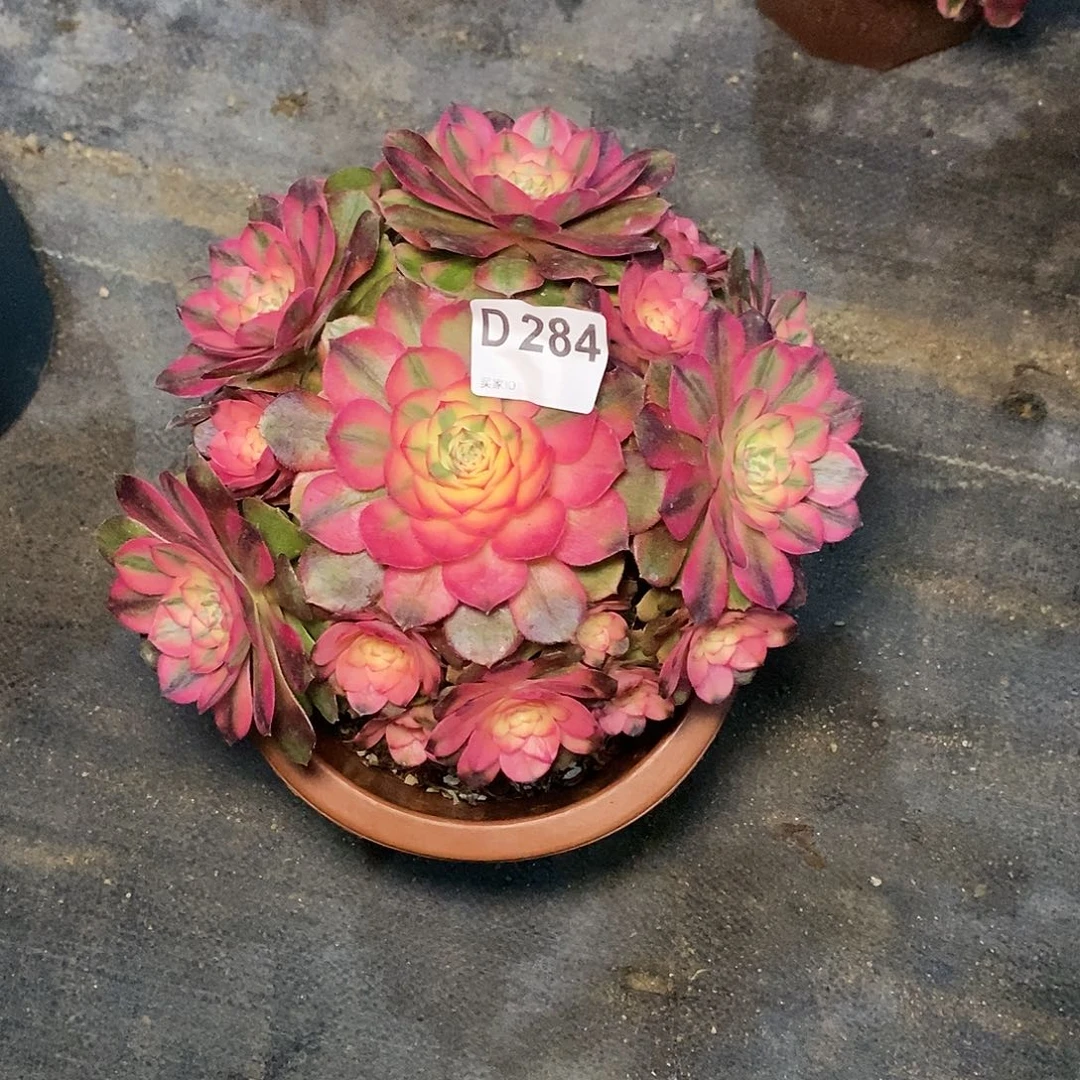 荔枝284多肉11111