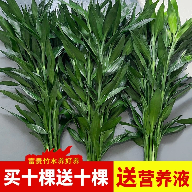 富贵竹水培植物客厅摆件发节节高水养竹子室内绿萝盆栽花卉绿植