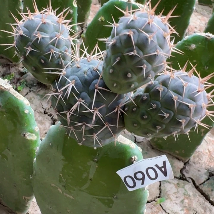 无花朵ઇ***ଓ060螺旋金刺水牛角白桶西五