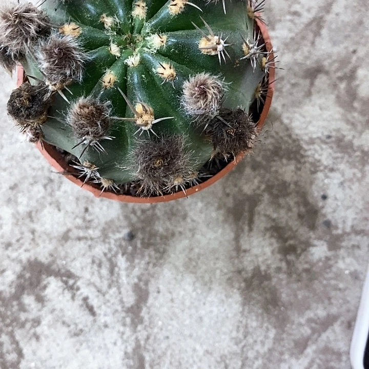 极光丽花仙人球25678