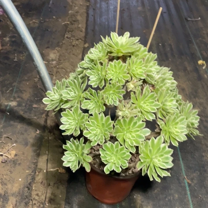 45碧浪多肉植物多肉