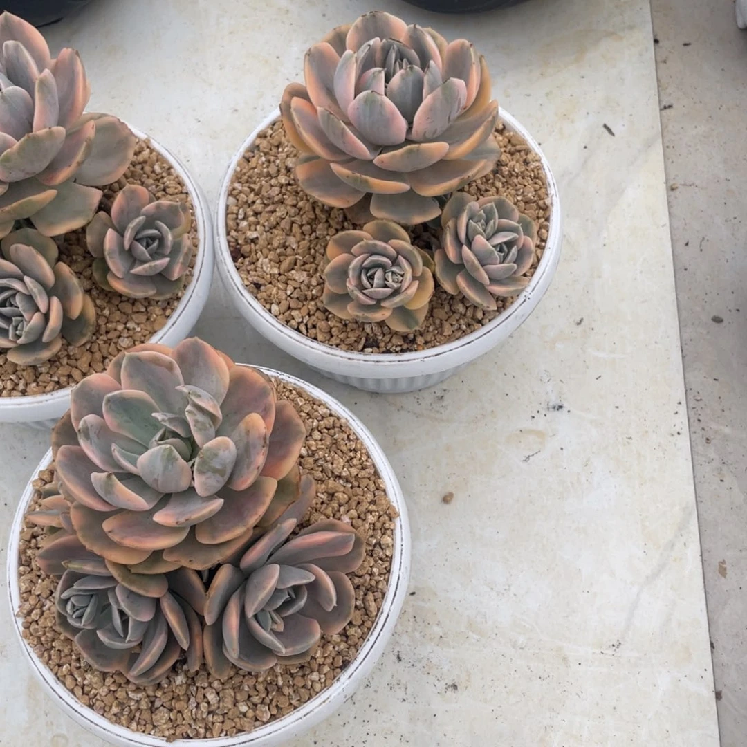 鲁氏锦群生三头多肉植物老桩