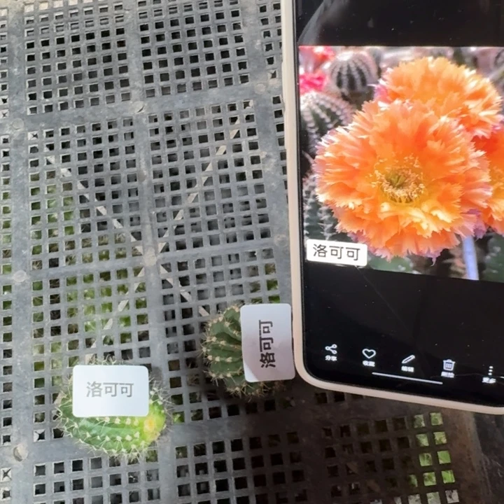 273彩草洛可可歪3到4公分左右无根侧牙，20包邮