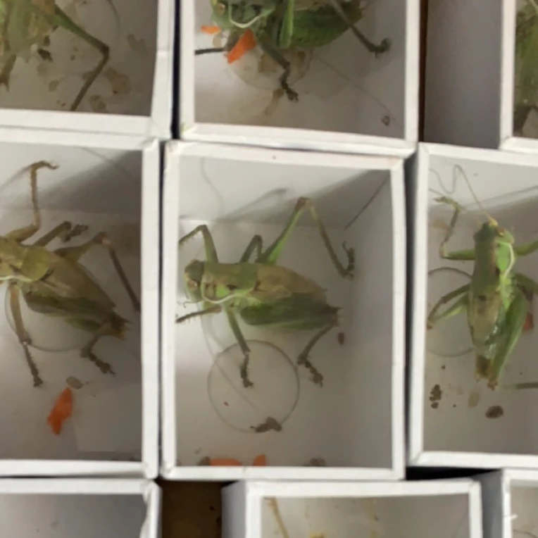 天津本地绿蝈蝈叫声响亮（顺丰包邮 偏远地区不包）