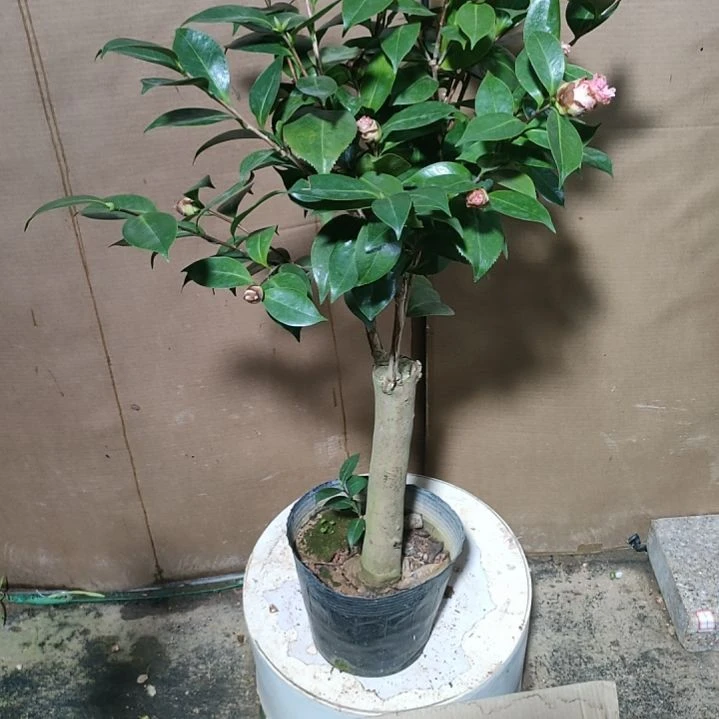 609依恋贝蒂，原盆原土发货，不包邮