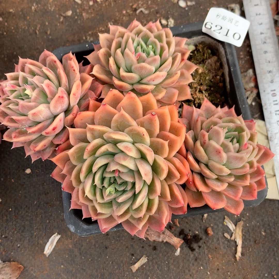 6210杂交精品基地16厘米