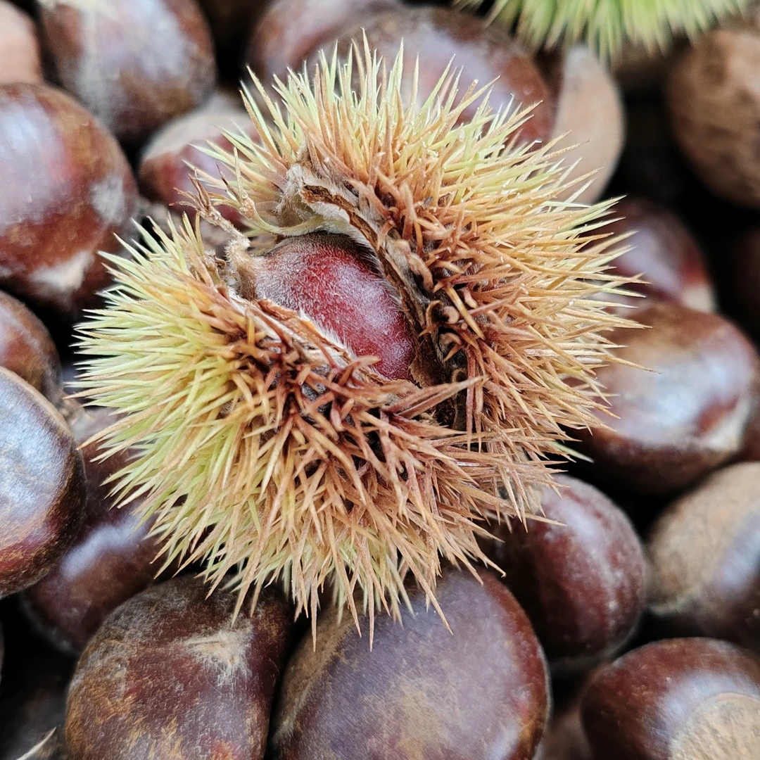 镇安板栗现摘国庆现发生吃脆甜熟吃粉糯口感营养价值高