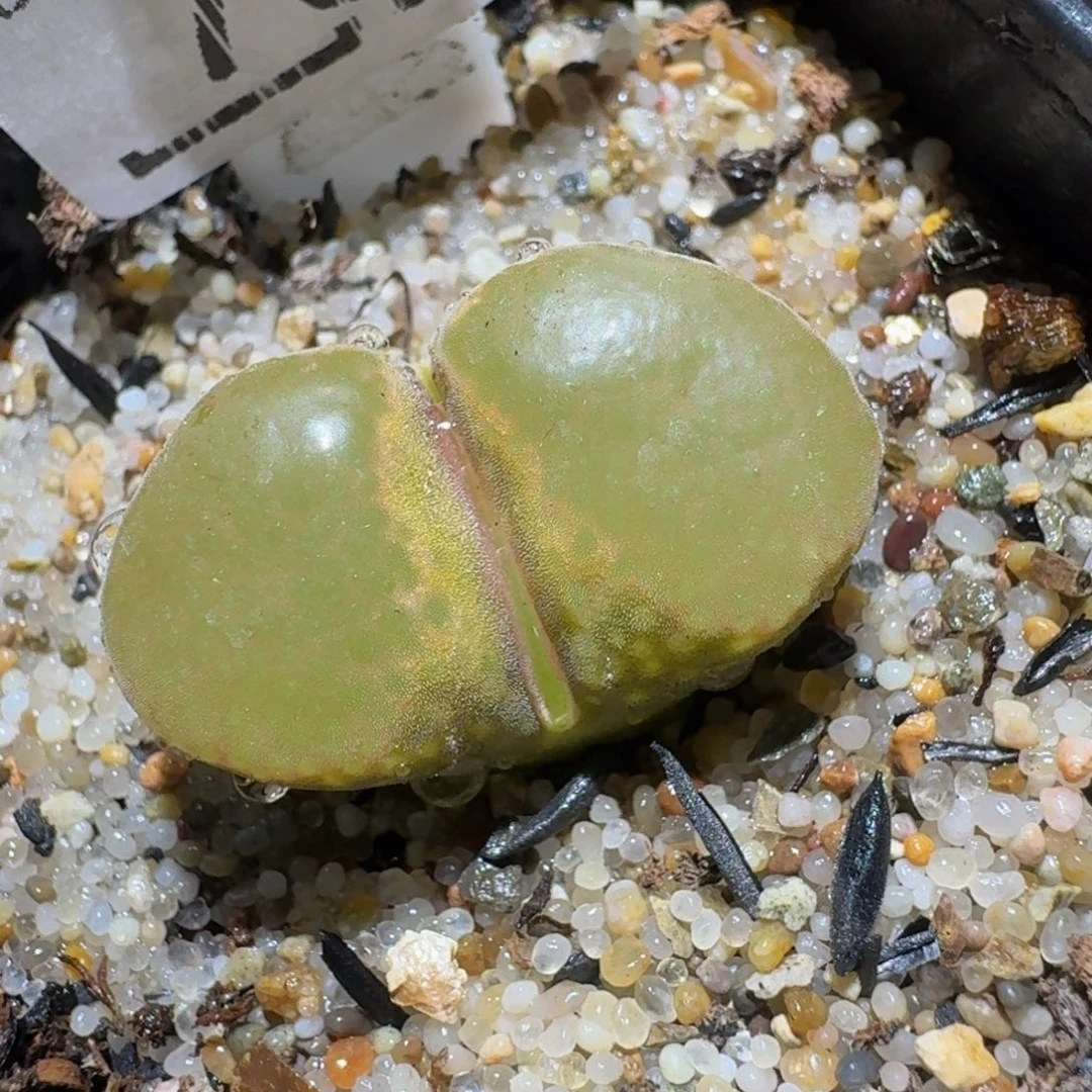 zzzz生石花肉锥732