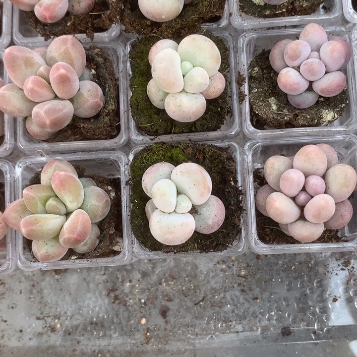 咖啡。蛋黄。 彩虹。乘以3。包邮