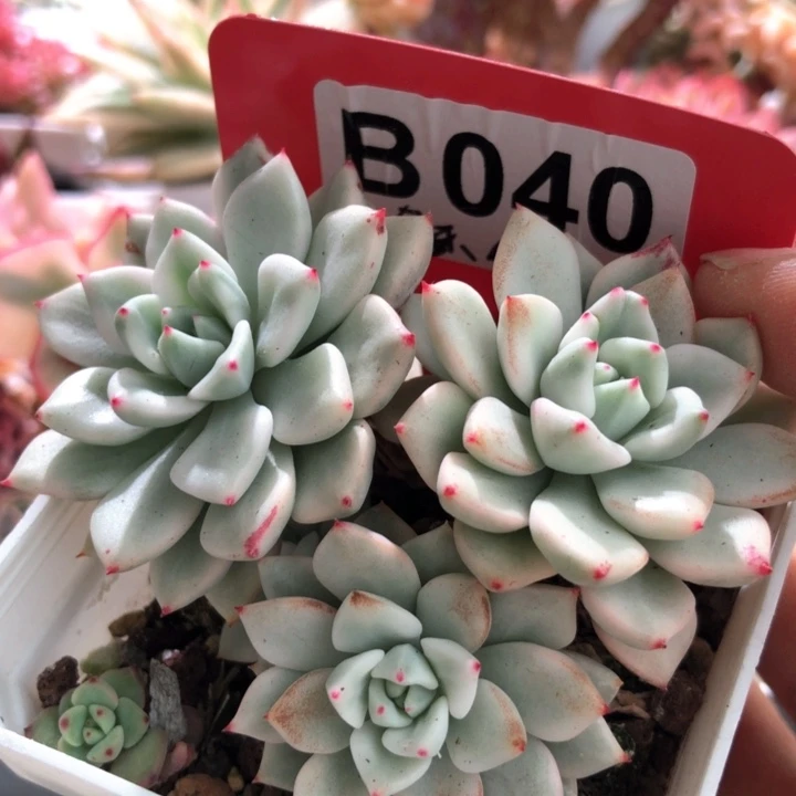 魅爪群生覆轮有根