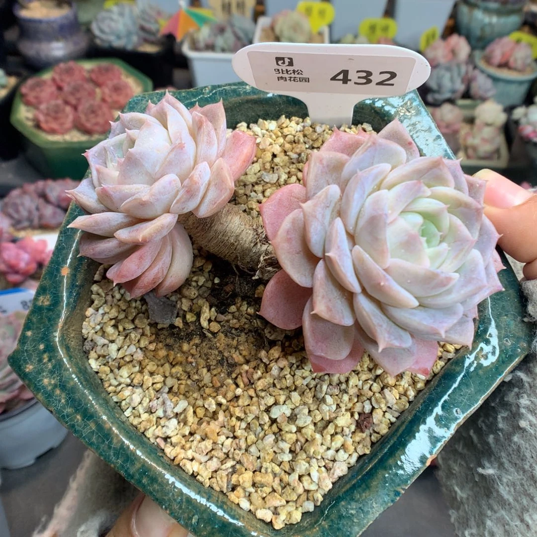 432老桩双头纯爱多肉植物