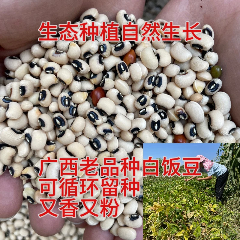 广西老品种白饭豆白眉豆自留种深山种植肾形新豆农家