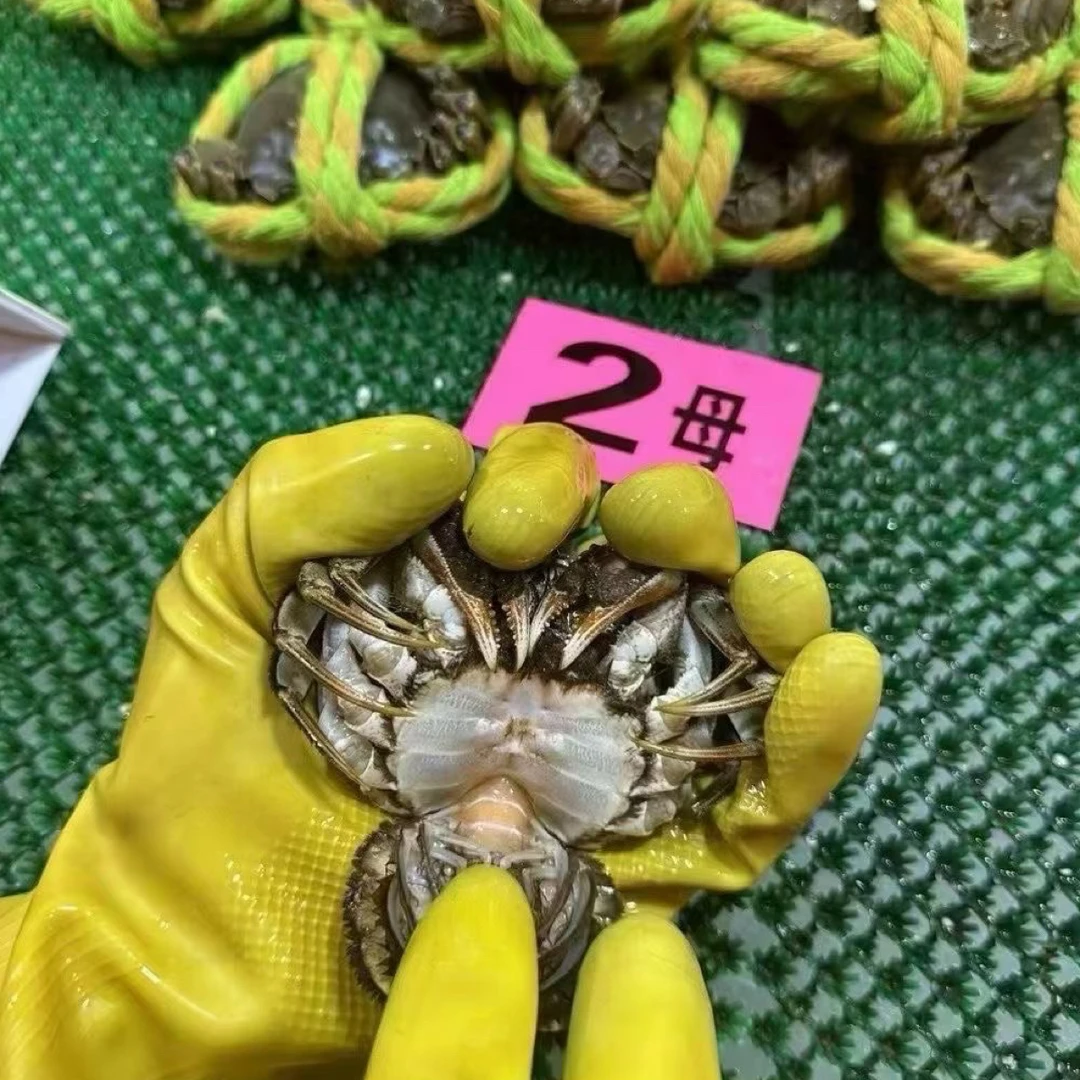 【母蟹一只】大闸蟹0.9-1.2两规格