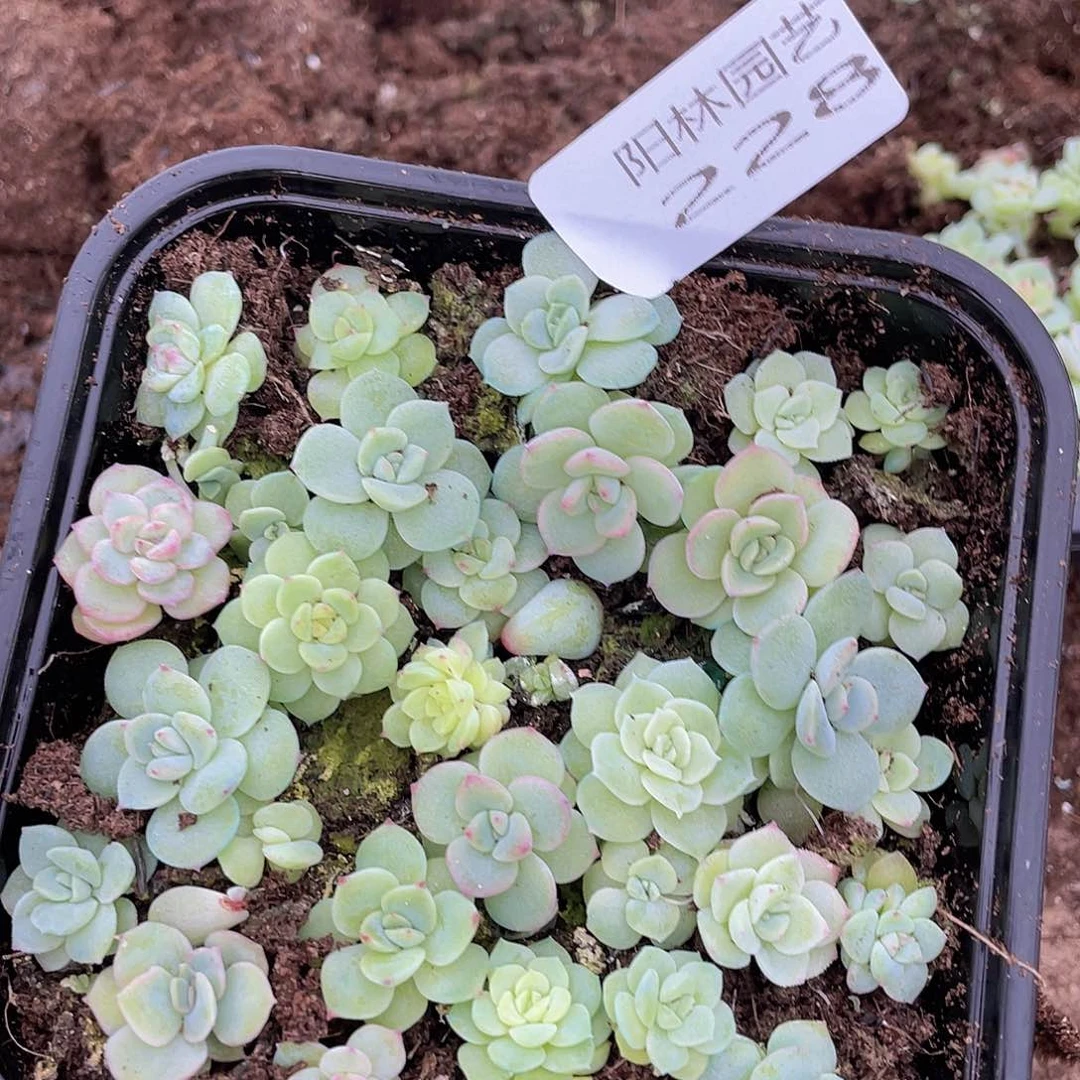 多肉植物多肉植物228