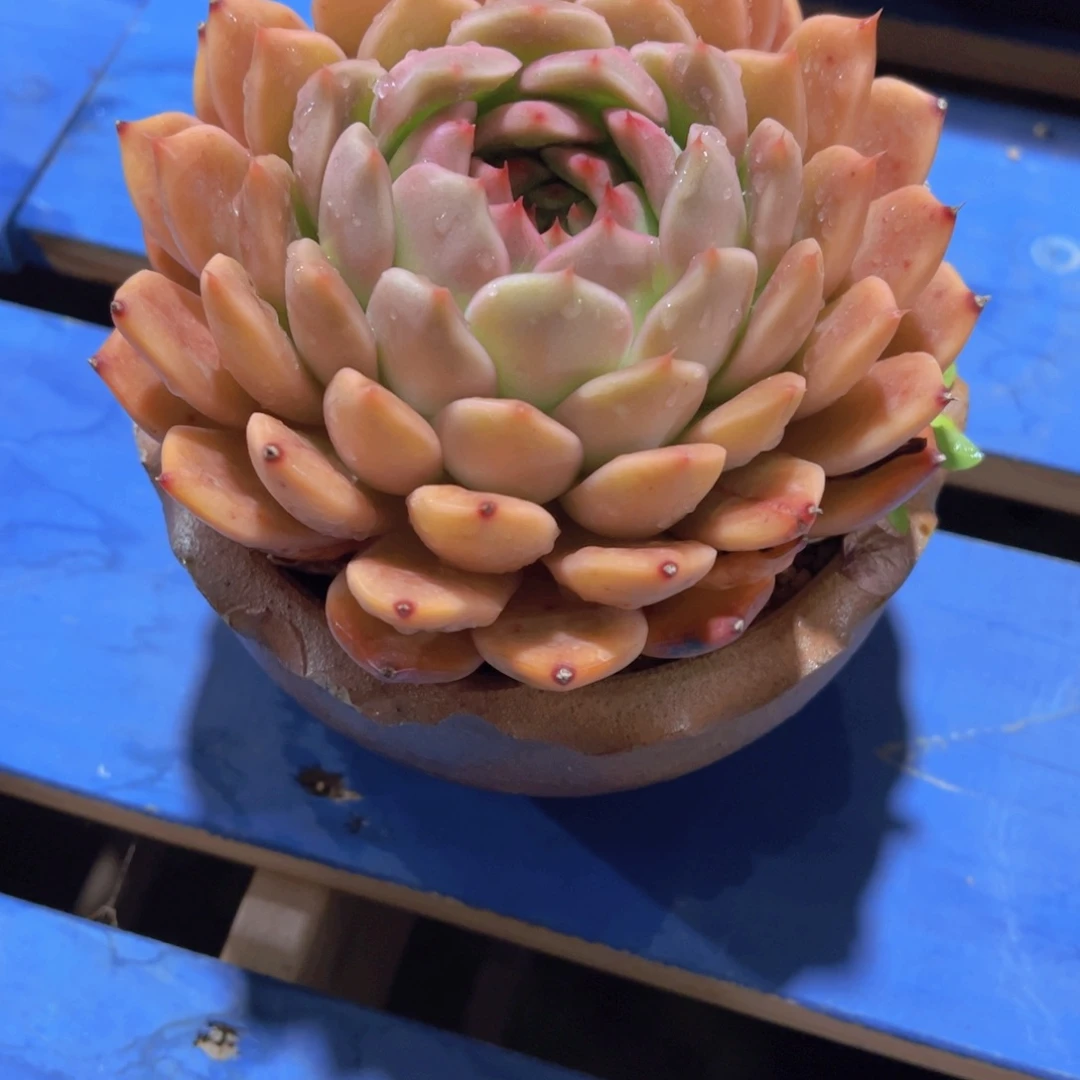 玉*东云，多肉植物