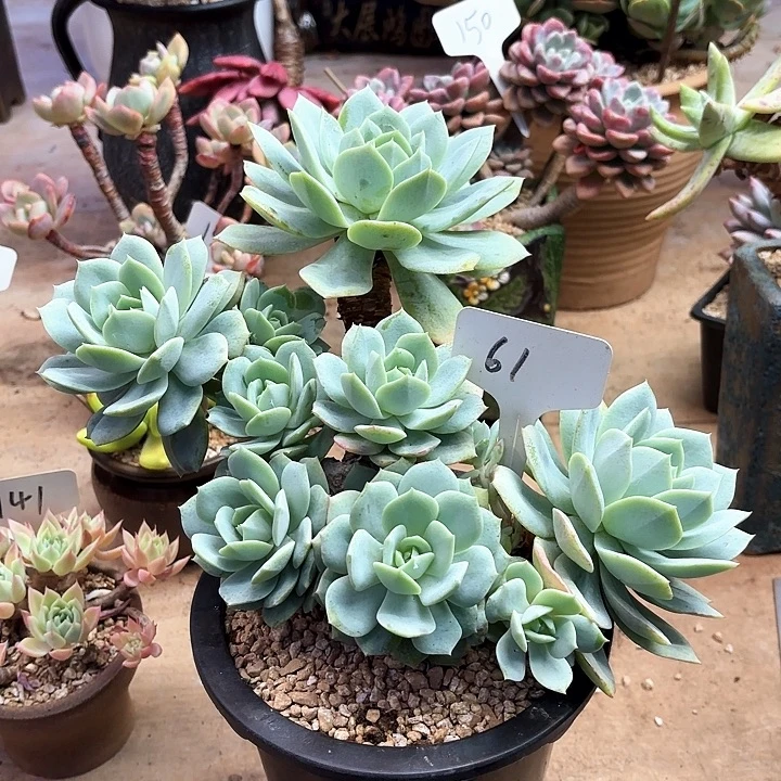 多肉植物，恋曲61号