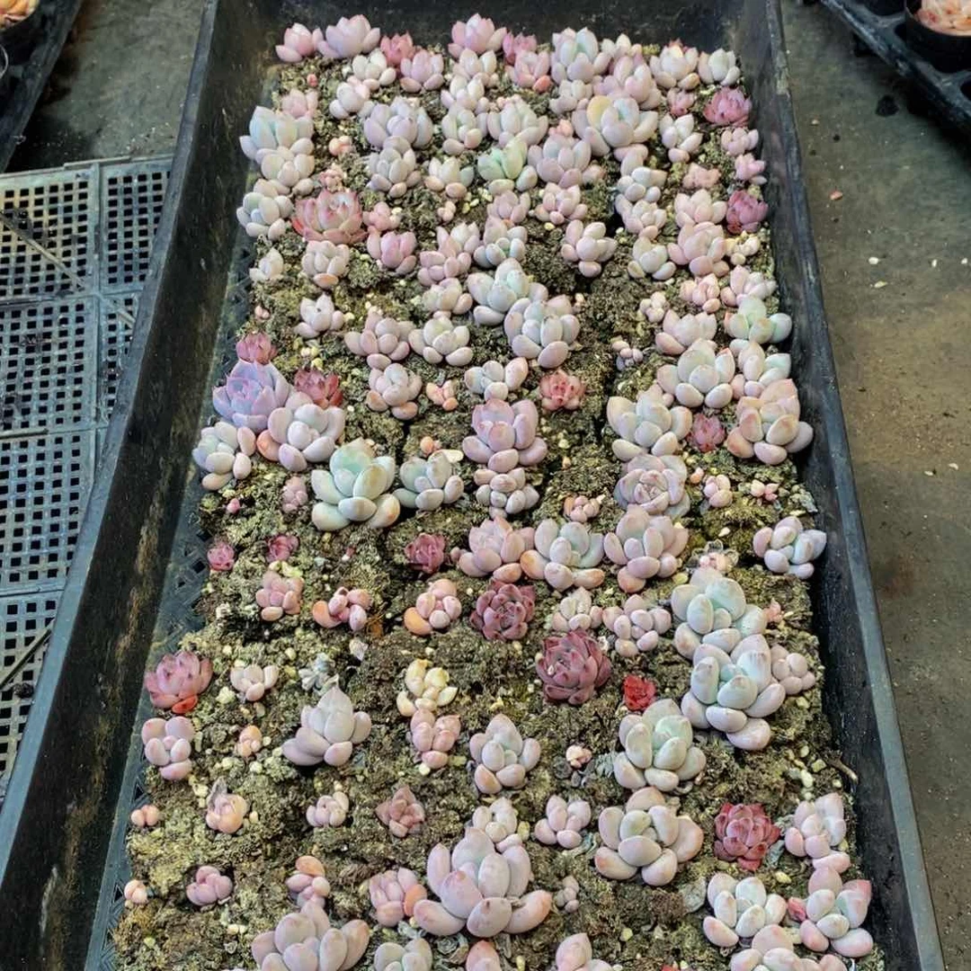 218多人在一起了。我