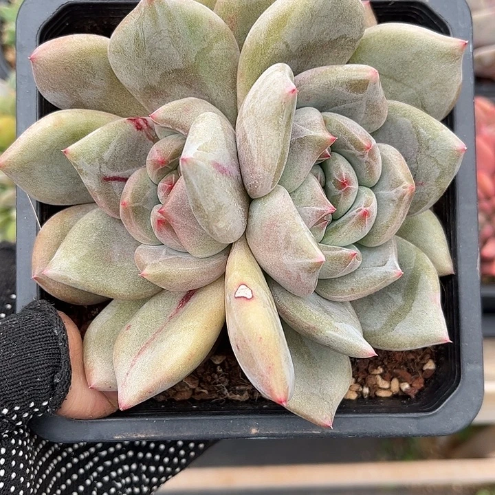 多肉植物一物一拍