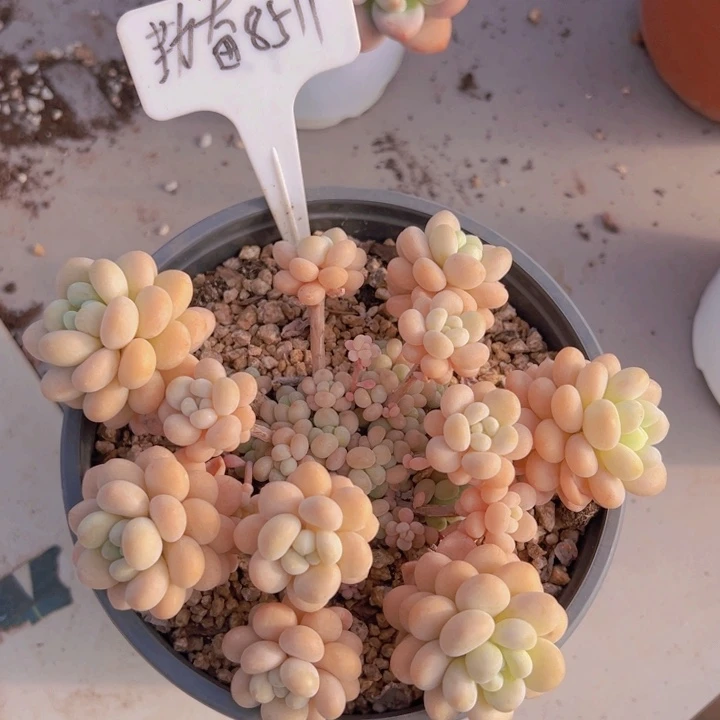 健健康康平平安安