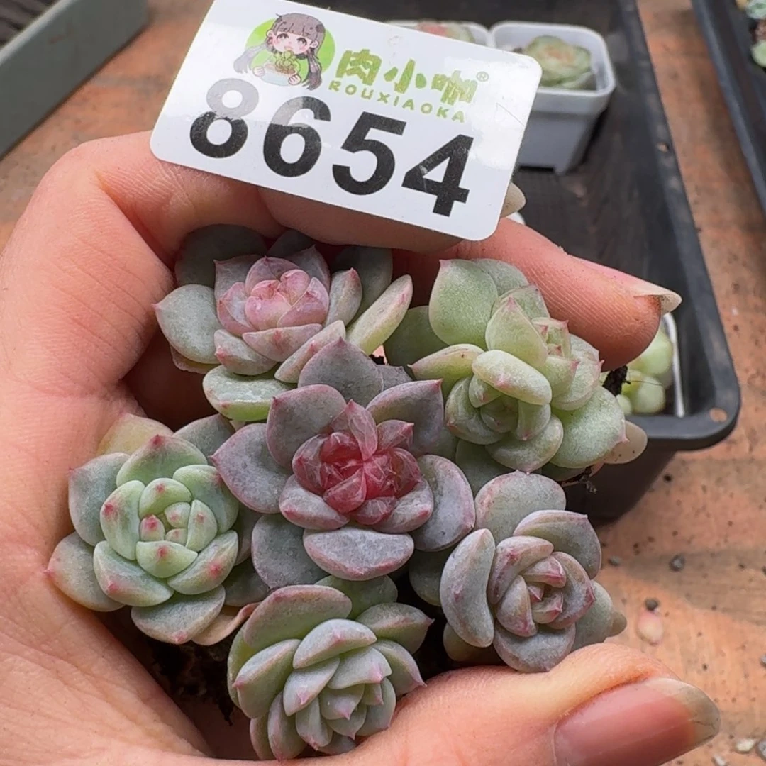 多肉植物多肉植物