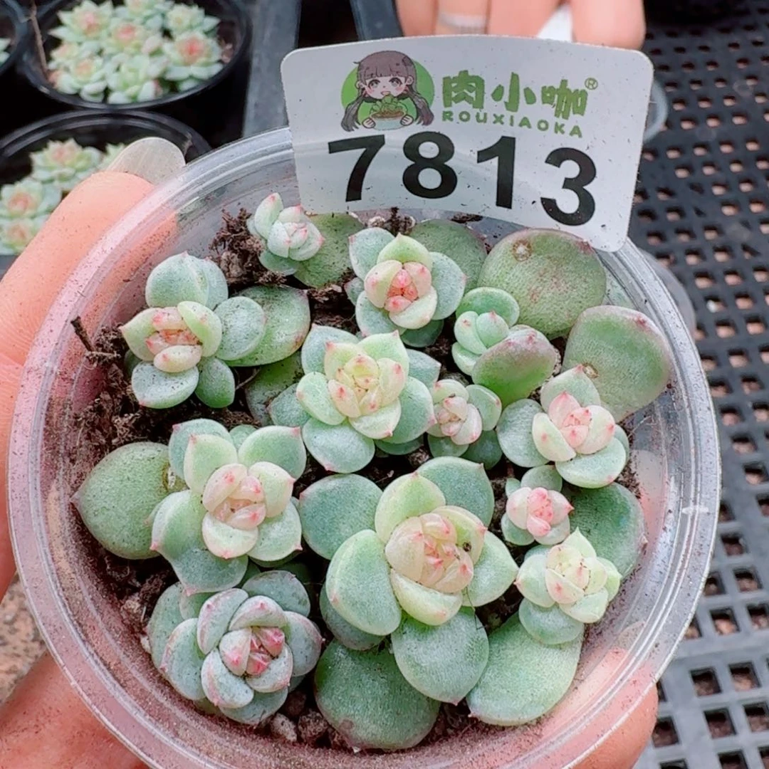 多肉植物多肉植物