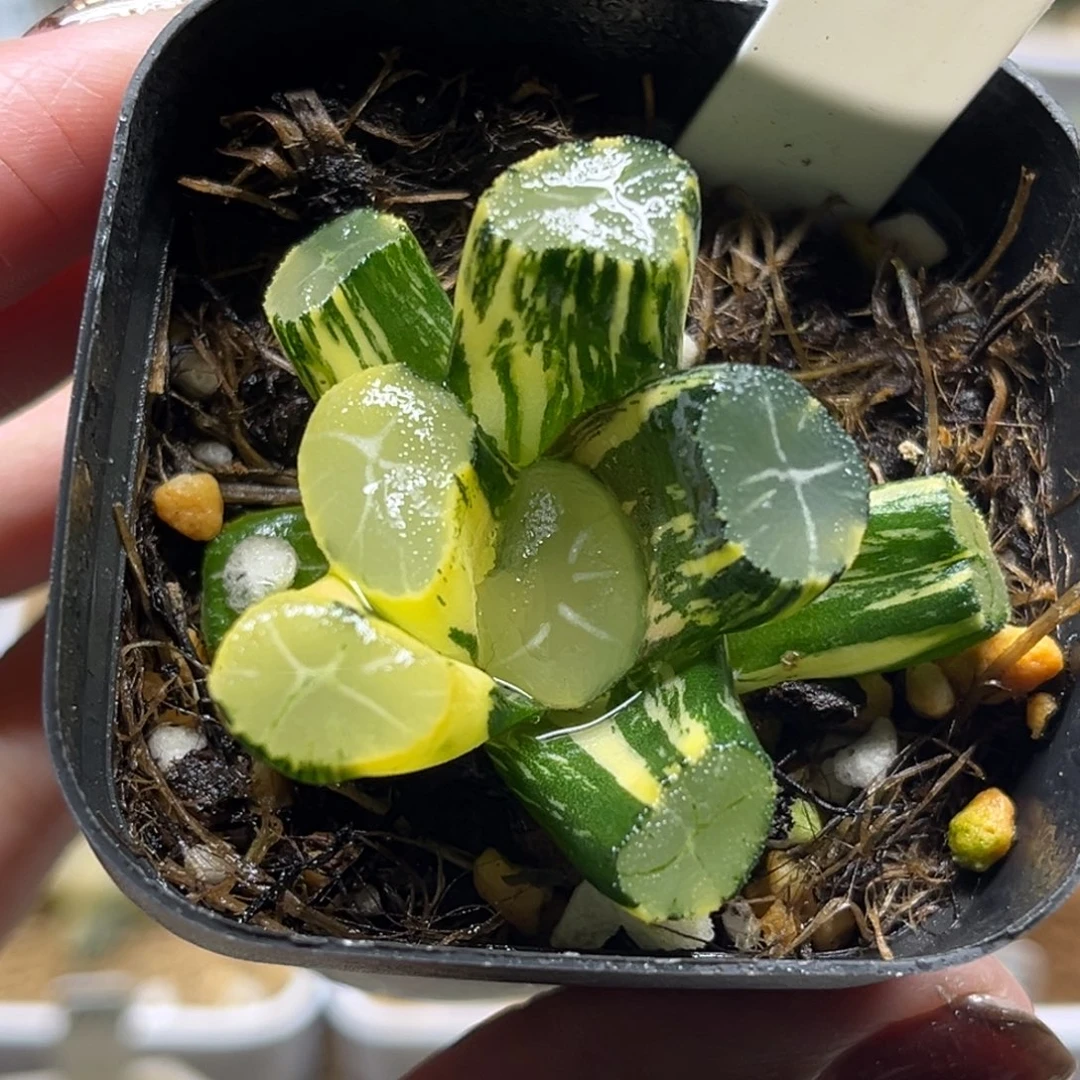 50玉龙万象锦福利专场