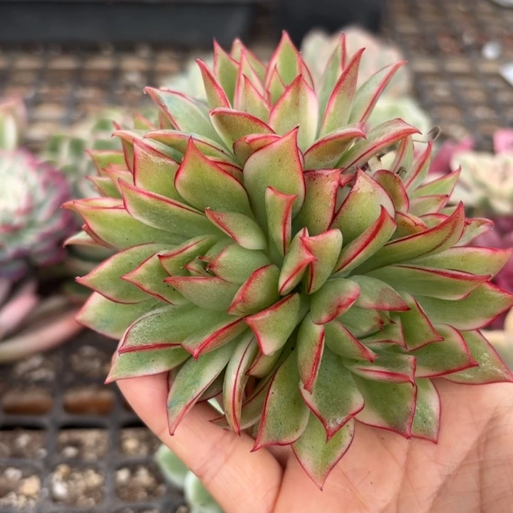 宝莲灯锦多肉植物