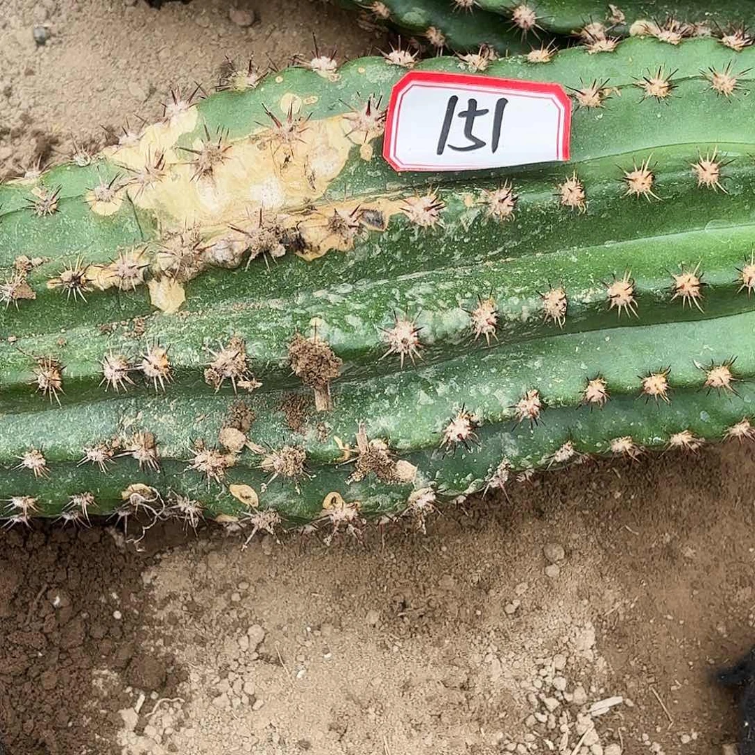 151毛花柱带根瑕疵瑕疵