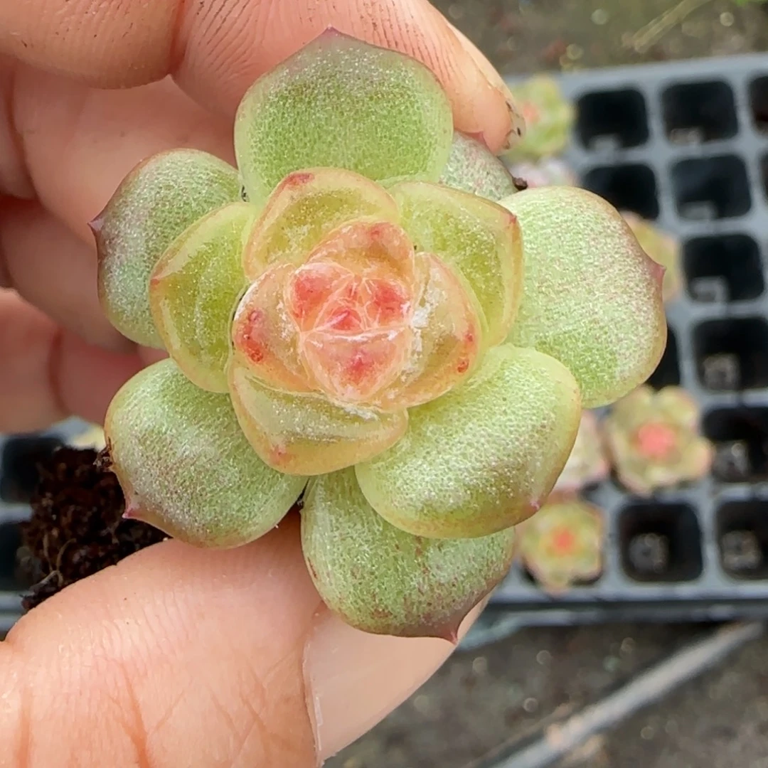 小卡拉米糖心一物一拍。