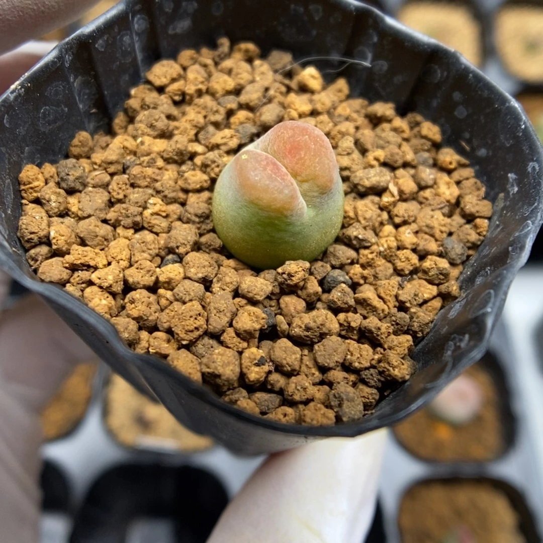 阳*多肉植物肉锥杂交K-5573