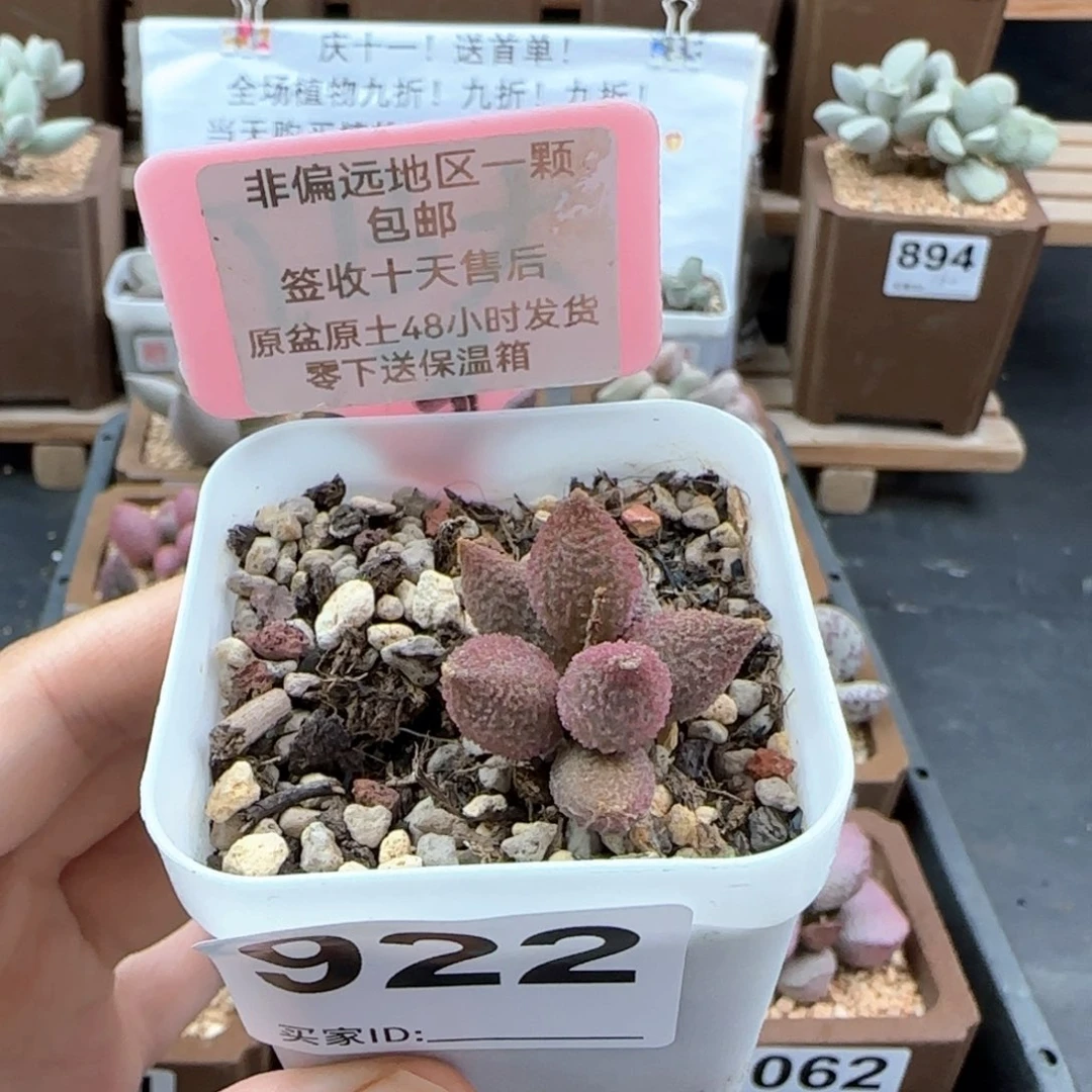 922红天鹅多肉植物