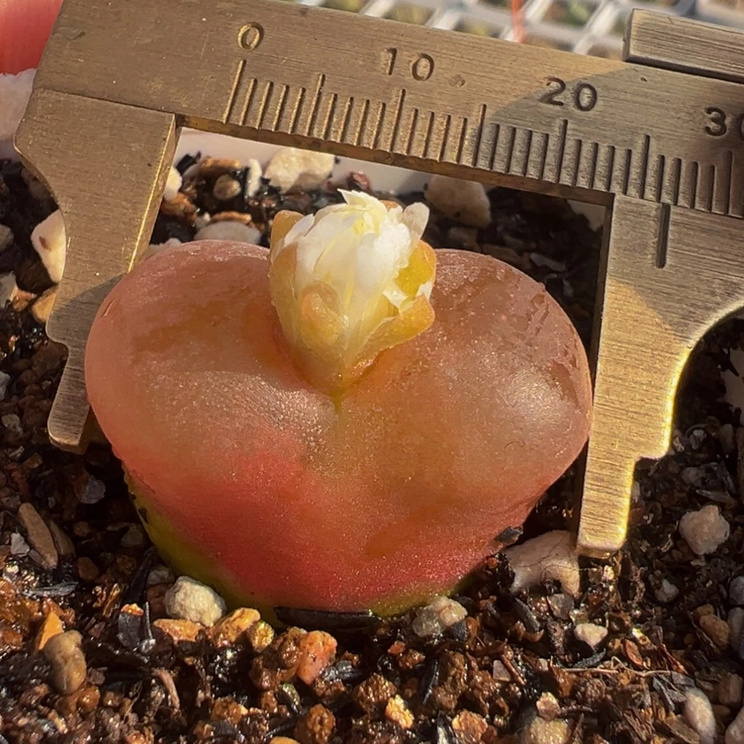红宝石多肉植物2.5厘米