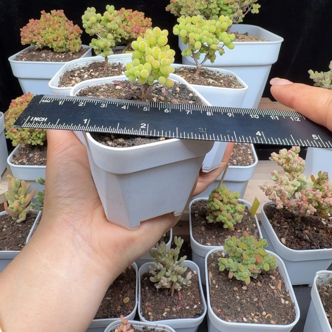 不**了a41号两棵金桔一棵米粒清台福利